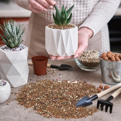 Succulent & Cactus Soil Potting Mix 10qt, Chunky Dirt with Fast Draining Fits for Bonsai, Terrarium and Houseplant - color: Succulent & Cactus Soil, size: 10qt