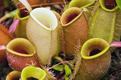 Carnivorous Plant Soil Mix, 2 QT Small Size Bag for Repotting, All Natural Ingredients Great for Venus, Sundews, and Pitcher Plants - size: 2Qt