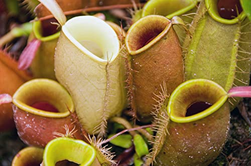 Doter Carnivorous Plant Soil Mix for Repotting 4 QT, All Natural Ingredients Great for Venus, Sundews, and Pitcher Plants - size: 4Qt