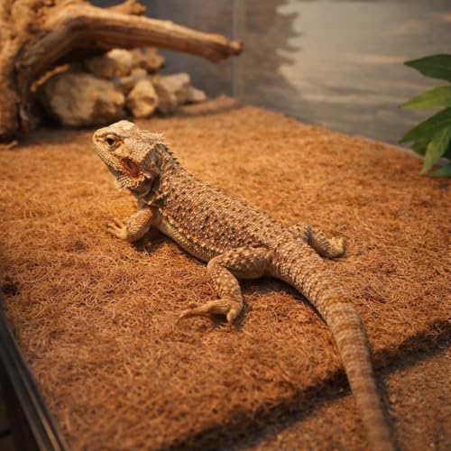 6-Pack Natural Coconut Fiber Reptile Carpet, 12x12 Inch Eco-Friendly Terrarium Liner & Bedding for Lizard, Snake, Turtle, Tortoise, Bunny Habitat