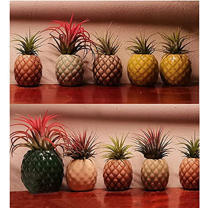 4 Pack Air Plant Holder Unique, Cute Pineapple Air Plant Stand Wall Planter, Ceramic Tillandsia Airplants Holders Hanging Wall Decor for Home Office (Pineapple-Small (1 x 2.1 in)) - size: Pineapple-Small (1 x 2.1 in)