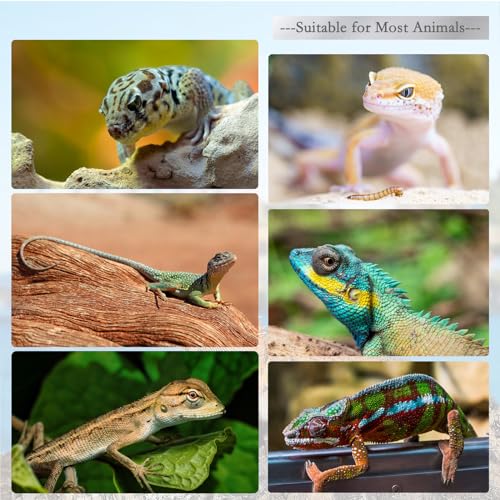 2Pcs Reptile Spoon, Reptile Powder Fruit Mixing Stirring Food Long Handle Feeding Tool Fit Crested Gecko Gargoyle Bearded Dragon