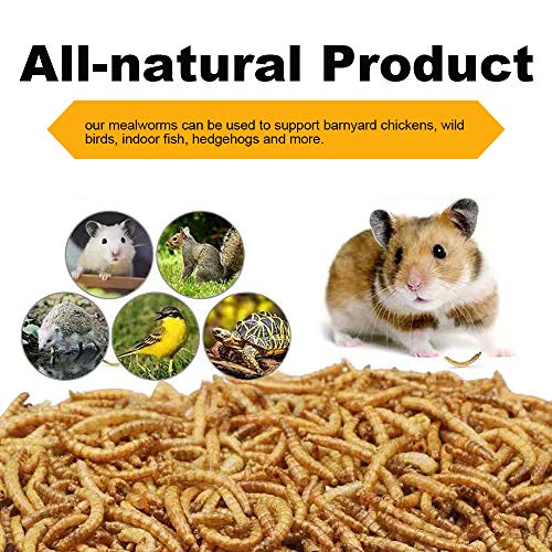 10lb Dried Mealworms for Chickens Duck High Protein Birds Treat | Hand Inspected Poultry Feed, Wild Birds and Chicken Treats, Laying Hens & Bluebirds Food, Worms Fed a Clean Natural Diet - size: 10 Pound (Pack of 1), style: Mealworms