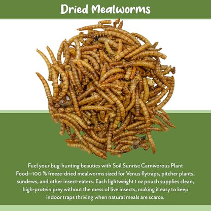 Soil Sunrise Carnivorous Plant Food Dried Mealworms (1oz), for Feeding Carnivorous Plants (Venus Fly Trap, Pitcher Plant, Sundews, Etc.)