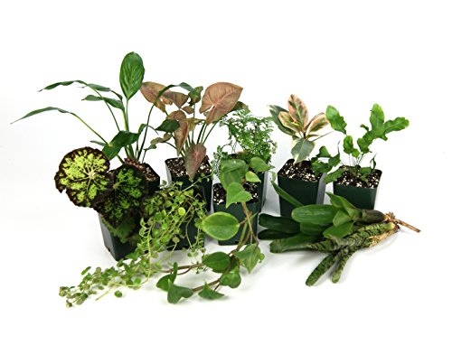 Josh's Frogs 20 Gallon Tropical Vivarium Plant Kit - size: 20 Gallon