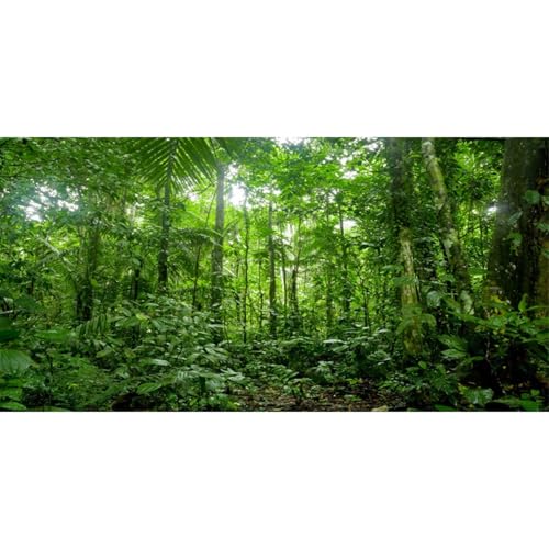 30x12 in Tropical Terrarium Backdrop Green Tree Reptile Habitat Background | AWERT Rainforest Aquarium Background - size: 30x12in/75x30cm
