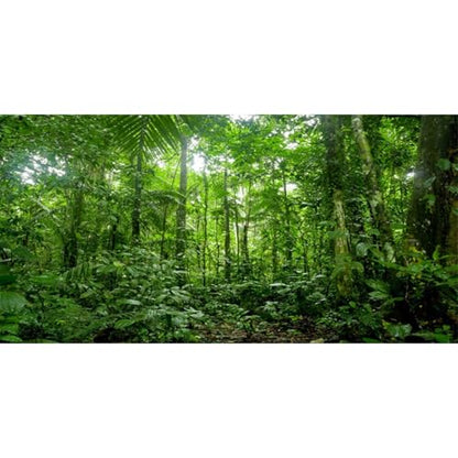 36x18 in Tropical Terrarium Backdrop Green Tree Reptile Habitat Background | AWERT Rainforest Aquarium Background - size: 36x18in/90x45cm