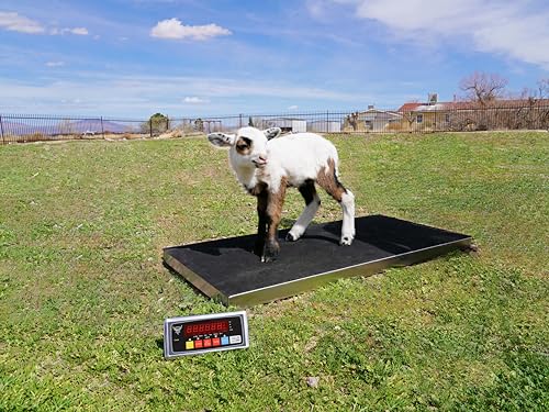 PEC Livestock Animal Scale/Farm Animal Scales for Weighing Small to Medium Sized Animals, Lamb, Goat, Sheep, Pigs, hogs, Donkey, Calf, Digital Indicator Included, Capacity 700lbs (38″ x 20″) - style: 38"x 20"