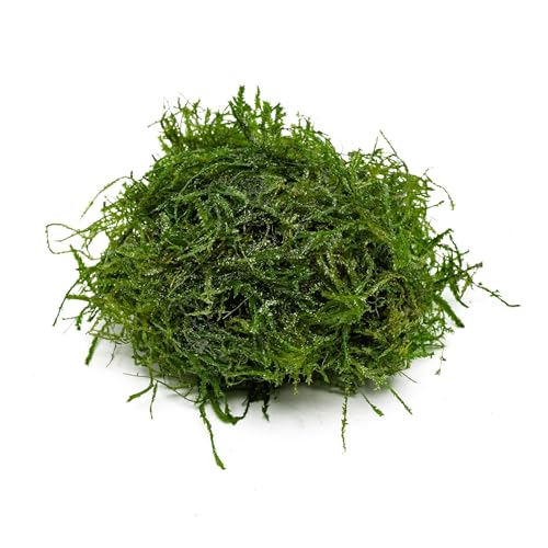 Live Aquarium Plants on Driftwood, Lava Rock, Moss, Fiber Mat - Freshwater Fish Tanks - Easy, Beginner Friendly (Peacock Moss, (One golfball)) - color: Peacock - Golf Ball, size: 1 Pack