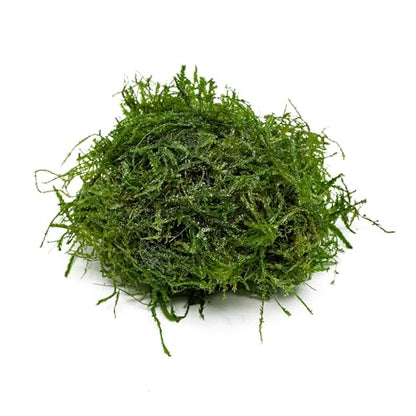 Live Aquarium Plants on Driftwood, Lava Rock, Moss, Fiber Mat - Freshwater Fish Tanks - Easy, Beginner Friendly (Peacock Moss, (One golfball)) - color: Peacock - Golf Ball, size: 1 Pack