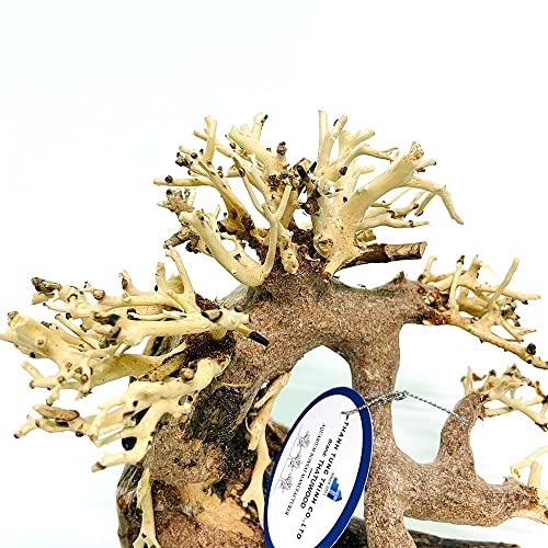 Bonsai Driftwood Aquarium Tree (8in H x 6in L), Handcrafted Fish Tank Decoration | Easy to Install Driftwood Bonsai for Fish Tank | Decor Aquascape Wood (Bonsai Tree)