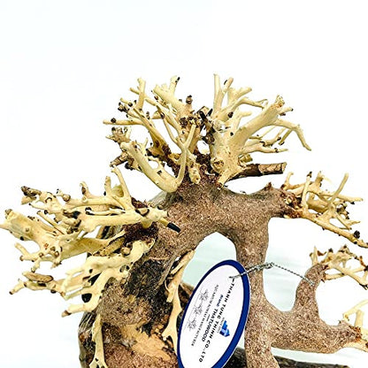 Bonsai Driftwood Aquarium Tree (8in H x 6in L), Handcrafted Fish Tank Decoration | Easy to Install Driftwood Bonsai for Fish Tank | Decor Aquascape Wood (Bonsai Tree)