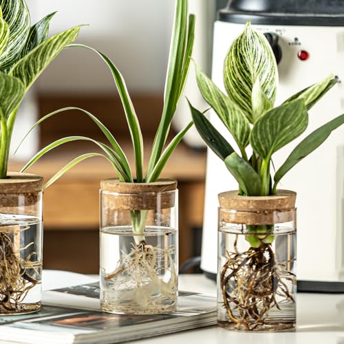 Glass Plant Propagation Station Set of 6, Modern Desktop Flower Vase for Succulent Cuttings, Home Office Decoration, Ideal Housewarming Gift for Living Room, Bedroom