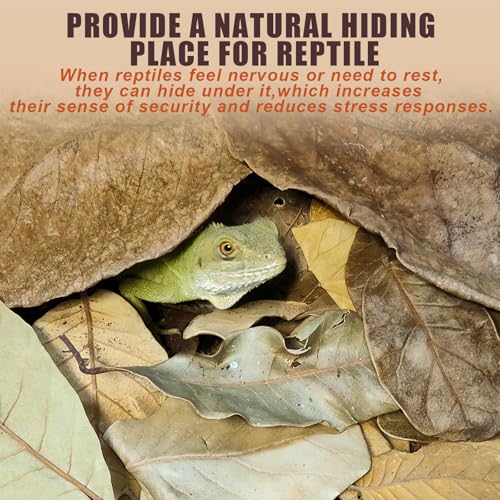 Dry Oak Leaf Litter for Reptiles,40Pcs Oak,60Pcs Longan & 20PCS Indian Almond Leaves,Leaf Litter Isopods Live Substrate Terrarium Bedding for Turtle,Snakes,Frogs,Isopod,Spider, Cricket