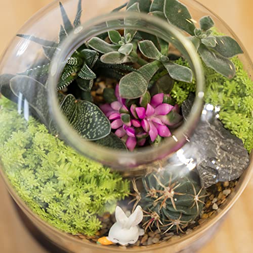 Large Glass Terrarium Succulent Plant Terrarium House for Plant/Moss Ball/Glass Fish Tank Mini Table with Wood Base & Ball lid Office Home Decoration | Mini Table with Wood Base/Ball lid Office Home Decoration - size: H-7IN
