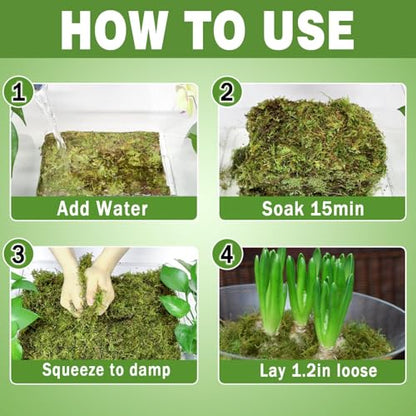 Sphagnum Moss 3.3 LB Long Fiber Green Forest Moss | Ideal for Repotting Orchids, succulents, and Indoor Plants Natural Sphagnum Retains Moisture, Improves Root Aeration - size: 3.3 LB