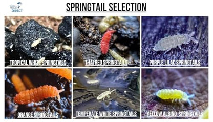 Tiny Terrarium Kit 4x4 Inch – DIY BioActive Starter Kit with Live Tropical Plants, Halo LED Grow Light, Soil, Drainage, 25 Dwarf White Isopods, and 25 Fire-Orange Springtails