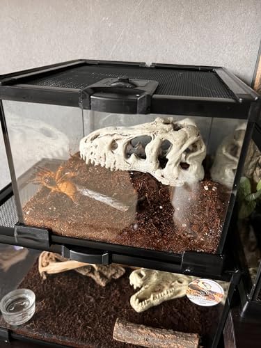 AWXZOM Mini Reptile Glass Terrarium Tank, cage for Tarantula Sling Geckos, Frog, Lizards, Chameleons,Turtles Snake Snail Insect Hermit Crab Isopods Reptiles Enclosure (7.9x7.9x5.7inch) - size: 7.9x7.9x5.7inch