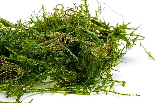 Live Aquarium Plants on Driftwood, Lava Rock, Moss, Fiber Mat - Freshwater Fish Tanks - Easy, Beginner Friendly (Peacock Moss, (Large Cup)) - color: Peacock - Large Cup, size: 1 Pack