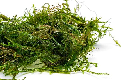 Live Aquarium Plants on Driftwood, Lava Rock, Moss, Fiber Mat - Freshwater Fish Tanks - Easy, Beginner Friendly (Peacock Moss, (Large Cup)) - color: Peacock - Large Cup, size: 1 Pack
