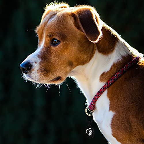 MYLUCKYTAG QR Code Pet ID | Personalized Dog & Cat Collar Tag | Online Profile with Instant Scanned Location Alert Email - style: Heart Paw
