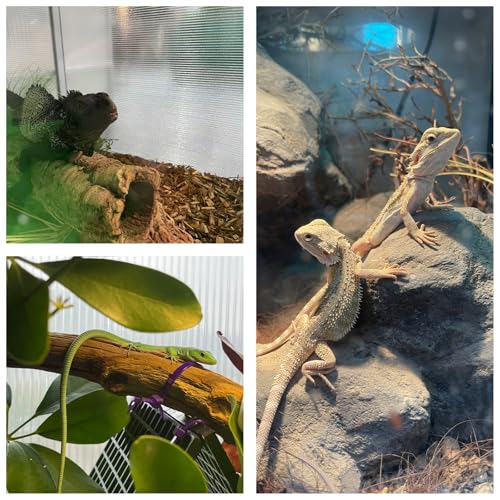 83 Gallon Bearded Dragon Tank 48x20x20in, Insulated Reptile Enclosure with Hollow Sunlight Panels, Aluminum Frame, Locking Sliding Glass Doors & Mesh Screen Top