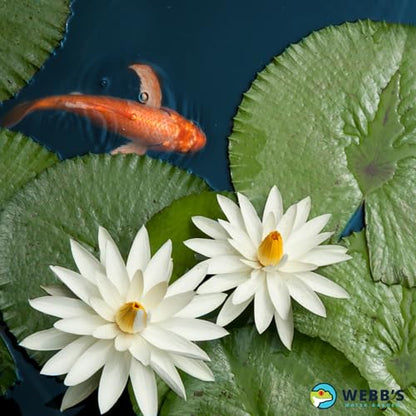 Webb's Water Gardens Essential Tap Water Conditioner Dechlorinator - Ideal for Ponds, Freshwater & Aquariums - Concentrated Formula for Dechlorinated Water - Liquid Supplies for Aquatic Pets - 1 gal