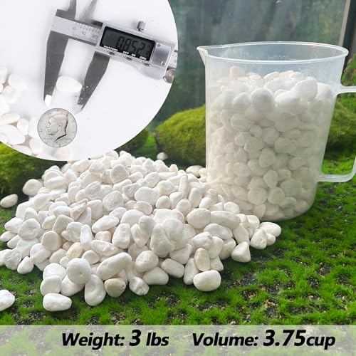 Decorative Garden Pebbles, 3 LB Natural White Rocks for Indoor & Outdoor Planters, Walkways, Vase Fillers & Landscaping Décor – Multiple Sizes & Colors - size: 3LB, style: White