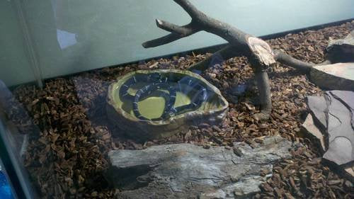 Exo Terra Water Dish, Water Bowl for Reptiles, Large, PT2803 - size: Large