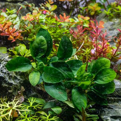 Anubias Live Aquarium Plants - Potted Freshwater Plant for Fish Tanks, Terrariums - Beginner Friendly Low Light (Spear Leaf, 3 Pots) - color: Spear Leaf, size: 3 Pots
