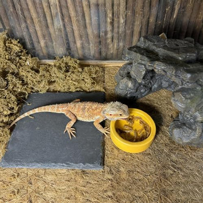 Reptile Basking Platform 6.0''x6.0'' Turtle Rock Plate Slate Food Feeding Dish Bowl Bathing Resting Terrace for Chameleon Lizard Bearded Dragon Gecko Snake Frog Newt (6.0''/15CM) - size: 6.0inches(1pcs)