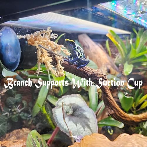 Green Branch Supports with Suction Cup for Gecko,Frog,Amphibian Lizard Snake Jumping Spider Climbing, Black Branch Holder for Reptile Terrarium Tank
