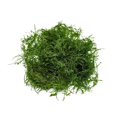 Live Aquarium Plants on Driftwood, Lava Rock, Moss, Fiber Mat - Freshwater Fish Tanks - Easy, Beginner Friendly (Spiky Moss, (Golfball)) - color: Spiky - Golf Ball, size: 1 Pack