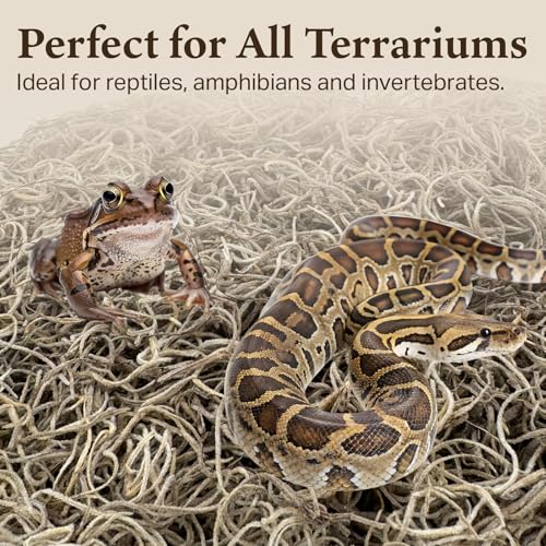 Spanish Moss for Terrarium Habitats, Medium 1-Pack | Preserved Moss for Reptiles, Amphibians & Invertebrates Terrariums, Humidity Control, Soft, Dye-Free, Family Owned, USA Made