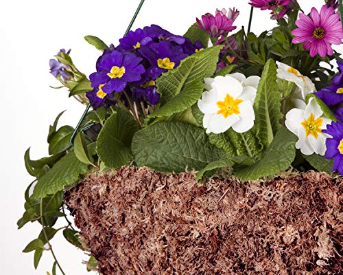 Mosser Lee ML0110 Long Fibered Sphagnum Moss, 432-Cubic Inch,Grey (Pack of 2)