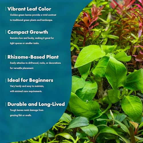 Anubias Live Aquarium Plants - Potted Freshwater Plant for Fish Tanks, Terrariums - Beginner Friendly Low Light (Nana Golden, 3 Pots) - color: Nana Golden, size: 3 Pots