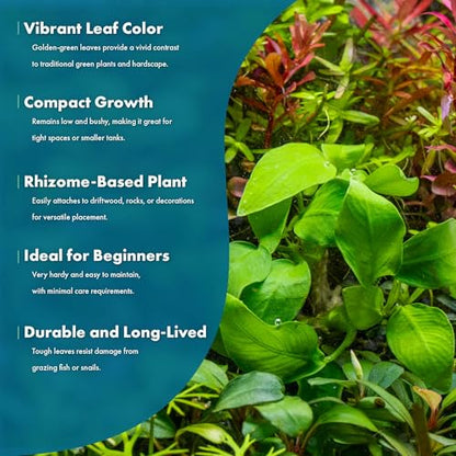 Anubias Live Aquarium Plants - Potted Freshwater Plant for Fish Tanks, Terrariums - Beginner Friendly Low Light (Nana Golden, 3 Pots) - color: Nana Golden, size: 3 Pots