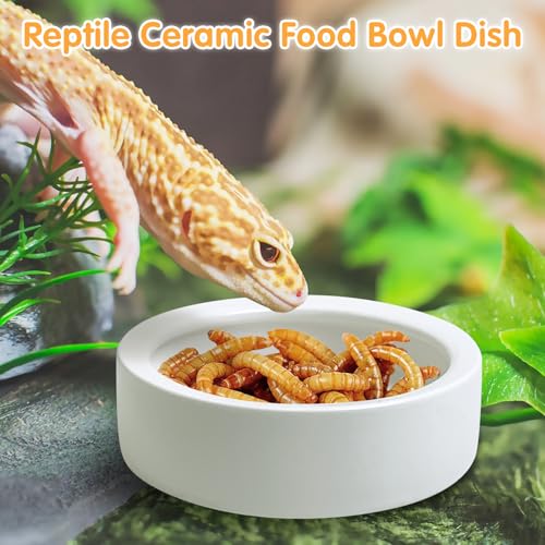 Tfwadmx 6 Pack Reptile Food Bowl, Mini Ceramic Water Feeder Bowl, Reptile Worm Feeding Dish for Lizard Turtle Bearded Dragon Anoles Crested Gecko Hermit Crab Leopard Gecko Chameleon Corn Snake - size: 6 Pcs 2.7 '' x 0.8 ''