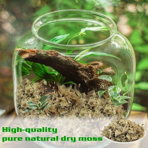 Halatool 3.6 OZ Sphagnum Moss for Plants, 4 QT Long Fiber Dried Orchid Moss | Drainage & Moisture Retention, Natural Moss for Ferns, Succulents, Carnivorous, Orchid Repotting, Terrariums, Reptile Bedding - size: 4 qt (0.2 lbs)