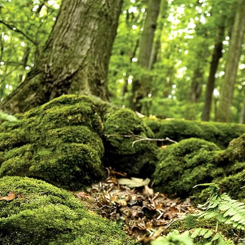 Galápagos (05421) Terrarium Cling | Hi-Resolution Aquarium & Reptile Tank Backdrop | Static Vinyl Clings for Bearded Dragon, Gecko, Turtle, Snake, and Lizard Enclosures, 15" x 36", Forest - color: Forest