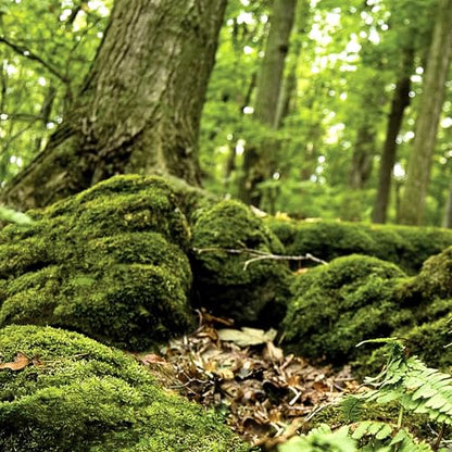 Galápagos (05421) Terrarium Cling | Hi-Resolution Aquarium & Reptile Tank Backdrop | Static Vinyl Clings for Bearded Dragon, Gecko, Turtle, Snake, and Lizard Enclosures, 15" x 36", Forest - color: Forest