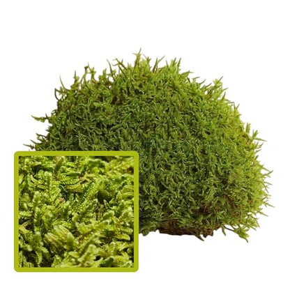 Live Sheet Moss – Fresh Harvested Real for Terrariums, Fairy Gardens, Reptile Habitats, Ground Cover, Kokedama & Dioramas – 8"x10" Re-Sealable Bag – Natural, Moisture-Retaining