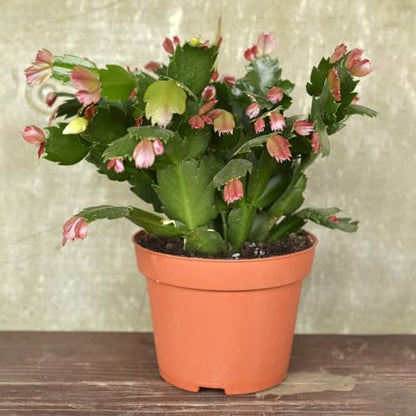 Doter Christmas Cactus Potting Soil Mix 1qt, Ideal for Succulents, Christmas Cacti, and Other Indoor Potted Plantings - size: 1qt