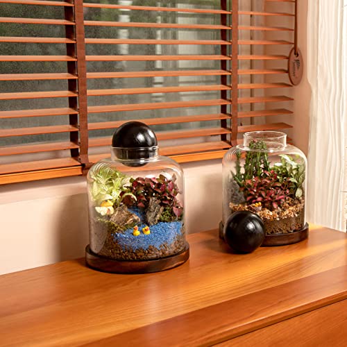 Large Glass Terrarium Succulent Plant Terrarium House for Plant/Moss Ball/Glass Fish Tank Mini Table with Wood Base & Ball lid Office Home Decoration | Mini Table with Wood Base/Ball lid Office Home Decoration - size: H-7IN