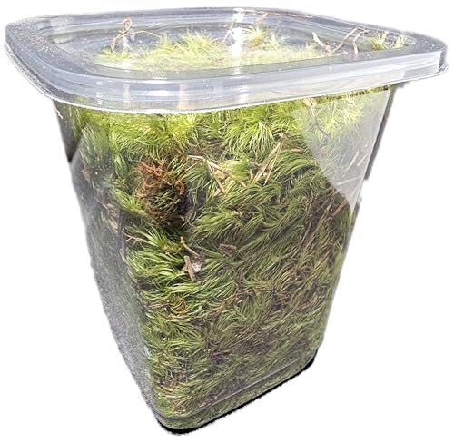 Sprig & Stone Fresh Mood Moss | Medium