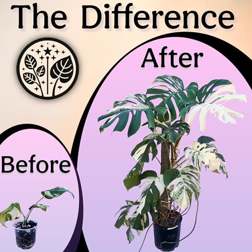 Organic Liquid Indoor Plant Food, Houseplant, Tropical & All-Purpose Indoor Plant Fertilizer, Organic Liquid Fertilizer 5-5-5 with Sea Kelp, 12oz Treats 75 Gallons - size: 12oz