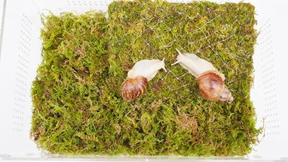 Snail Terrarium Kit with Climbing Accessories11.22 L x 7.87" W x 6" H Clear Small Animal House for Snails, Caterpillars& Small Critters – Includes 7" Climbing Wall and Substrate