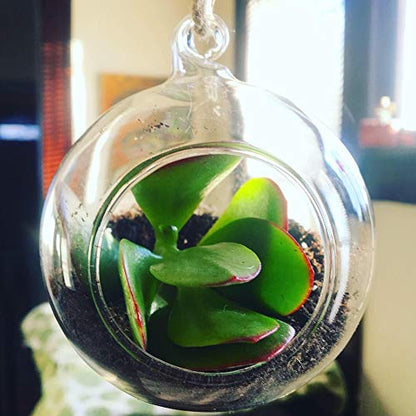 WGV Hanging Terrarium Globe, Width 3", Height 4", DIY Air Succulent Planter, Clear Glass Vase Orb with Flat Bottom, Candle Holder for Windowsill Outdoor Garden Decor, 1 Piece - size: 3" Flat Bottom