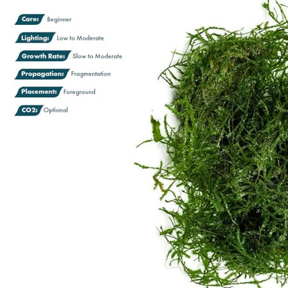 Live Aquarium Plants on Driftwood, Lava Rock, Moss, Fiber Mat - Freshwater Fish Tanks - Easy, Beginner Friendly (Spiky Moss, (Golfball)) - color: Spiky - Golf Ball, size: 1 Pack