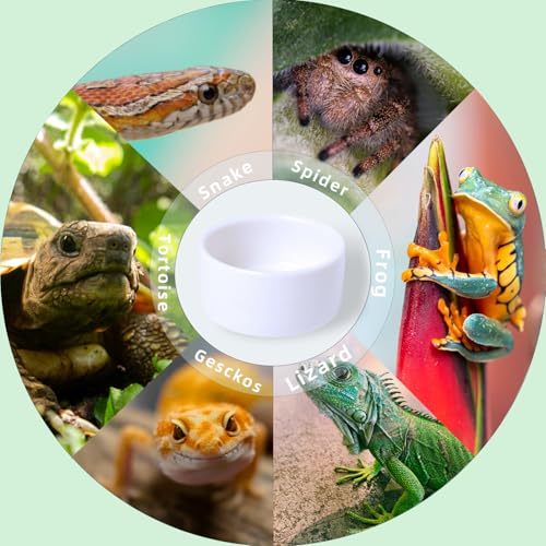 6 Pcs Spider Micro Ceramic Water Bowl, Mini Pet Dish for Spider (1 oz) - size: 1 oz